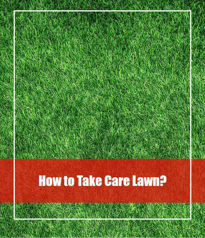 How to Take Care Lawn: Lawn Care 
