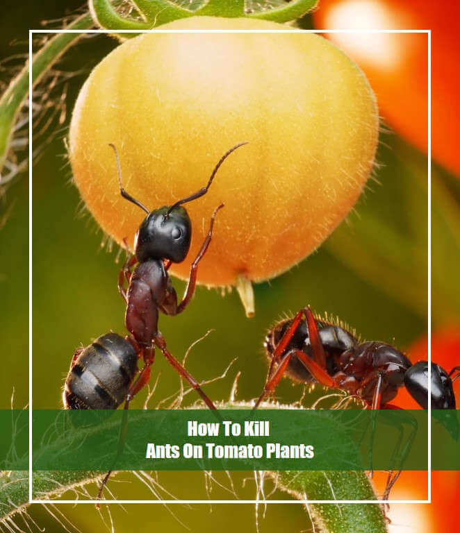 How To Kill Ants In Plants - www.inf-inet.com