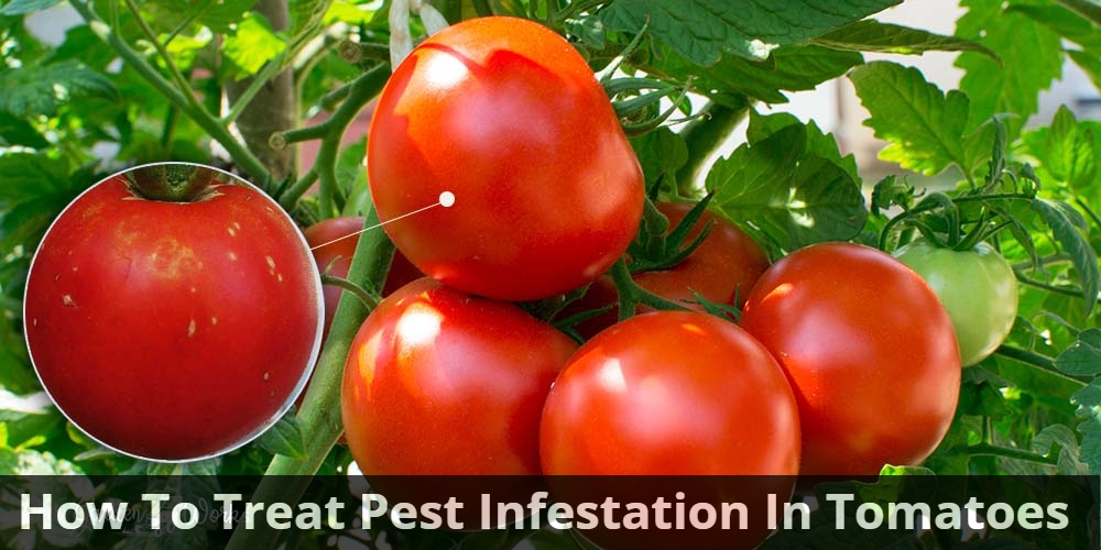 White Spots On Tomatoes - How To Treat Pest Infestation In Tomatoes