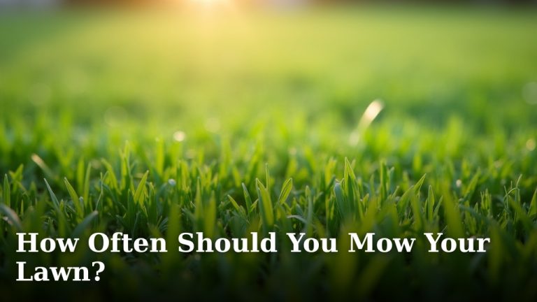 How Often Should You Mow Your Lawn?