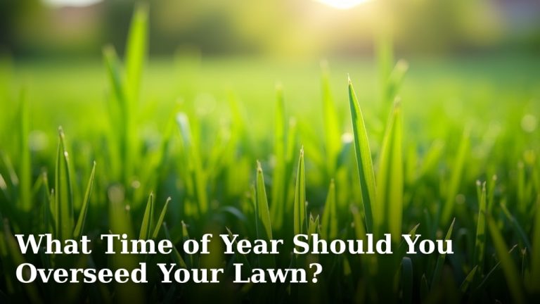 What Time of Year Should You Overseed Your Lawn?