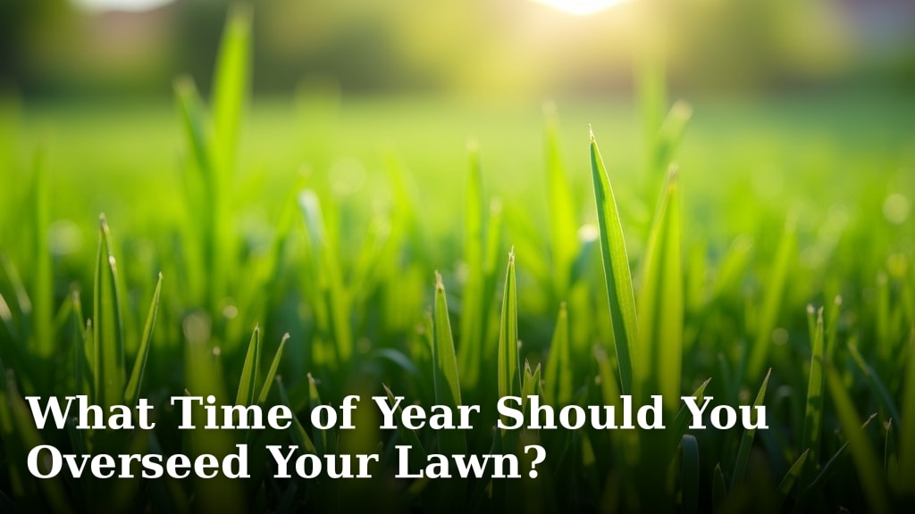 What Time of Year Should You Overseed Your Lawn?