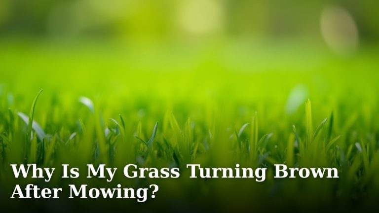 Why Is My Grass Turning Brown After Mowing?