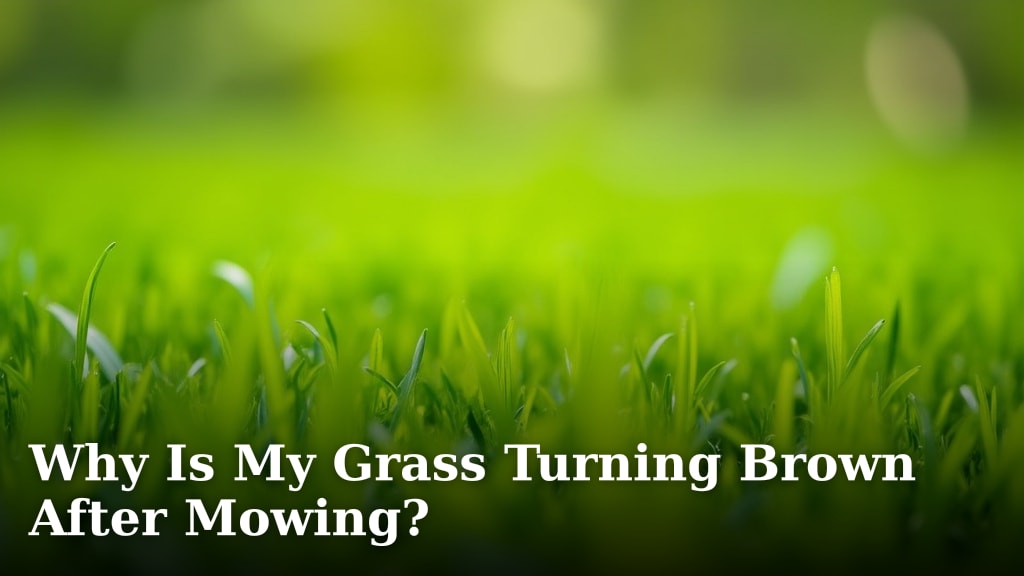 Why Is My Grass Turning Brown After Mowing?